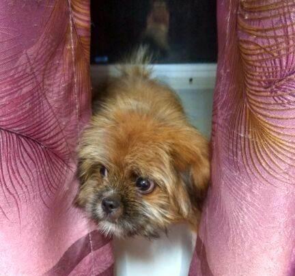 如何让京巴犬爱上狗粮（解决京巴犬挑食问题，提供健康饮食）