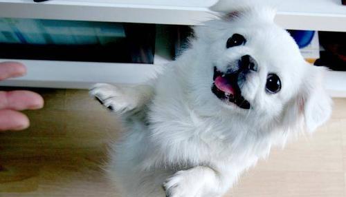 京巴犬为何不吃东西？（探究京巴犬不吃东西的原因以及解决方法）