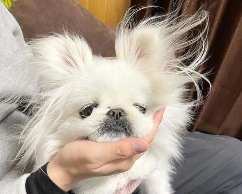 如何保持京巴犬耳朵和牙齿的清洁（从耳朵开始，让您的京巴犬拥有健康的口腔）