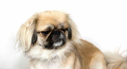 如何纠正京巴犬乱叫问题（宠物训练技巧分享）