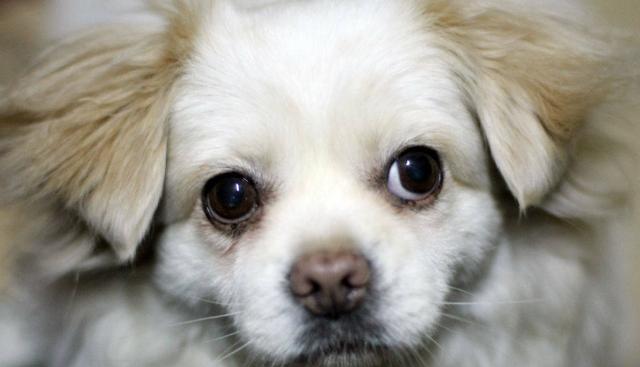 《带京巴犬旅行需知》（了解宠物健康状况，规划旅行细节）