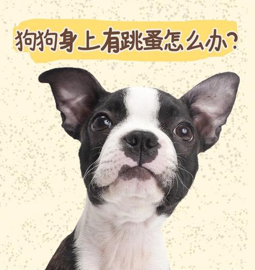 如何处理宠物京巴犬身上的跳蚤（京巴犬跳蚤问题解决方法）