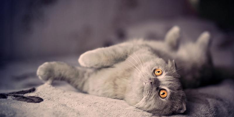 猫咪睡眠过度？（探究宠物猫咪常常睡觉的原因及解决方法。）