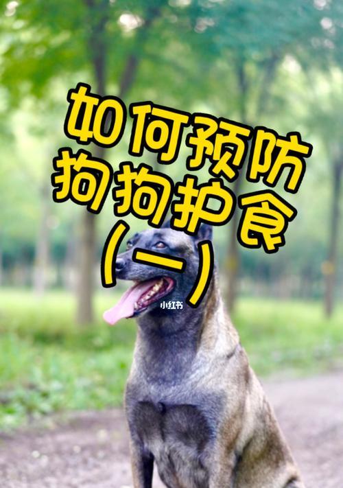 纠正狗狗护食的4个方法（让你的宠物学会与人共食）