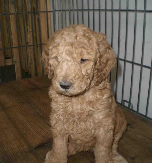 了解巨型贵宾犬，从正确喂养开始（了解巨型贵宾犬，从正确喂养开始）