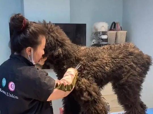 了解巨型贵宾犬，从正确喂养开始（了解巨型贵宾犬，从正确喂养开始）