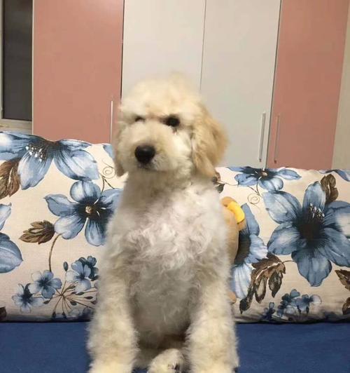 了解巨型贵宾犬，从正确喂养开始（了解巨型贵宾犬，从正确喂养开始）