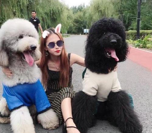 巨型贵宾犬的颜色世界（探秘巨型贵宾犬的色彩之美）