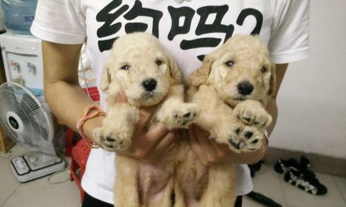 巨型贵宾犬的颜色世界（探秘巨型贵宾犬的色彩之美）
