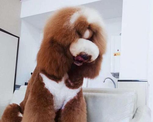 巨型贵宾犬的颜色世界（探秘巨型贵宾犬的色彩之美）