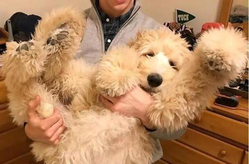 揭秘巨型贵宾犬的草食习惯（为什么巨型贵宾犬喜欢吃草？）