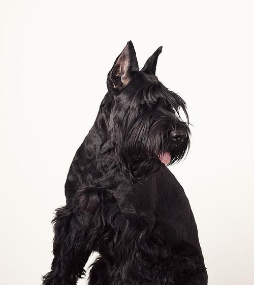 巨型雪纳瑞犬的身体特征（了解这些特征，让你更爱你的宠物）