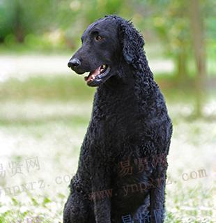 探秘卷毛寻回猎犬（优秀的狩猎伴侣与温馨的家庭宠物）