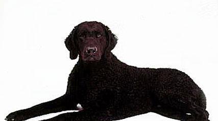 探秘卷毛寻回猎犬（优秀的狩猎伴侣与温馨的家庭宠物）