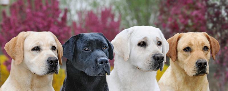 探秘卷毛巡回猎犬的性格特点（以宠物为主，解读卷毛巡回猎犬的神秘内心）