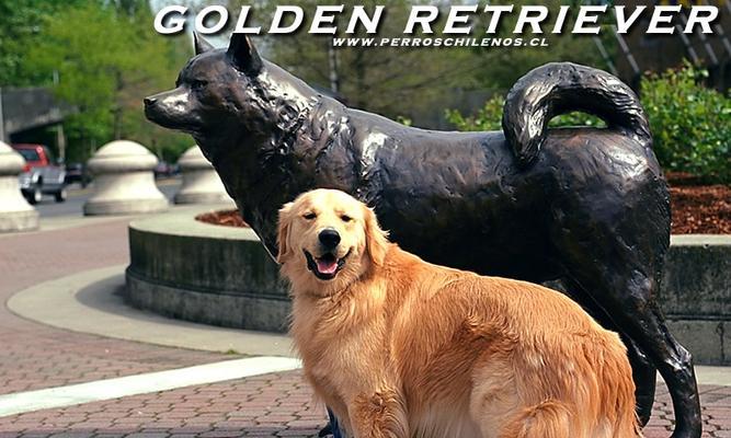探秘卷毛巡回猎犬的性格特点（以宠物为主，解读卷毛巡回猎犬的神秘内心）