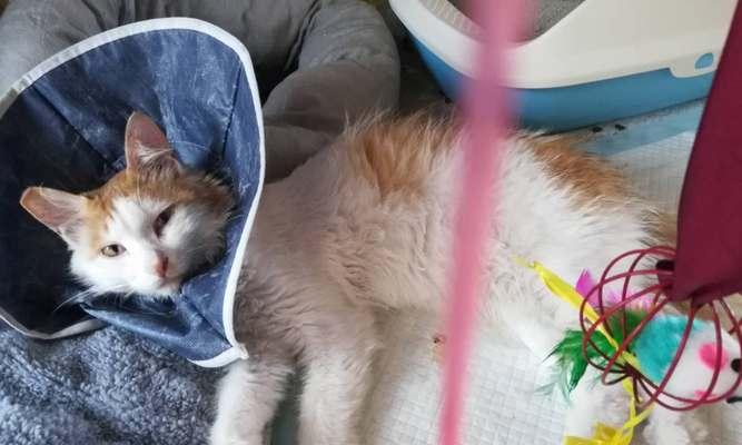 让流浪猫不再繁殖——以绝育为标志的宠物救援工作（减少流浪猫数量，保障宠物健康，共同呵护环境）