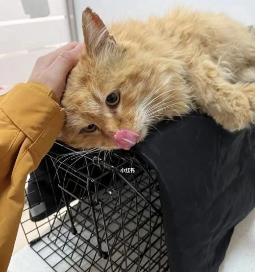 让流浪猫不再繁殖——以绝育为标志的宠物救援工作（减少流浪猫数量，保障宠物健康，共同呵护环境）