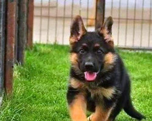 军犬和警犬的异同（以宠物为主，了解这些不同点）
