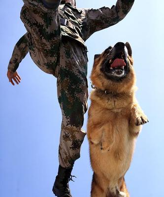 以色列军犬如何进行禁止和禁食训练？（掌握这些方法，让宠物健康、听话、有纪律）