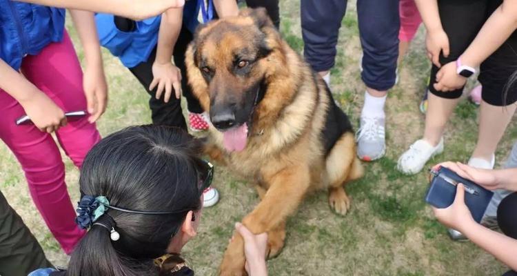 以色列军犬如何进行禁止和禁食训练？（掌握这些方法，让宠物健康、听话、有纪律）