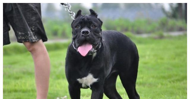 以卡斯罗犬为宠物的饮食禁忌（15种食物不宜给卡斯罗犬食用，狗主人必须知道的）