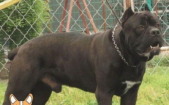 如何让以卡斯罗犬不再咬人？（以宠物为主的教育方法，让你的犬只不再咬人）