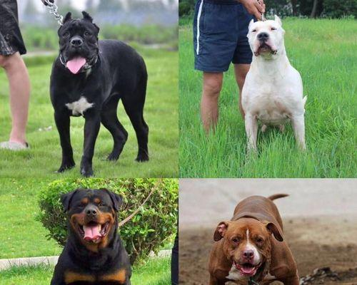 如何让以卡斯罗犬不再咬人？（以宠物为主的教育方法，让你的犬只不再咬人）