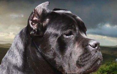 卡斯罗犬最害怕的6种东西（恐惧、厌恶、不安的表现及应对方式）