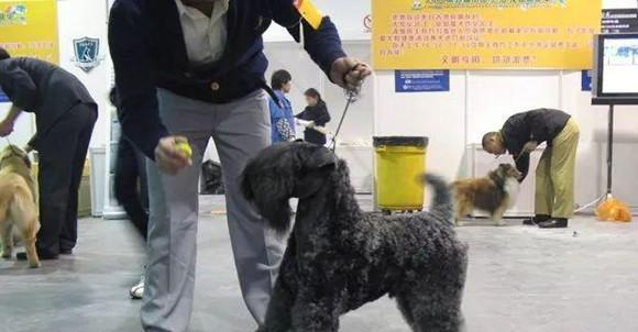 如何管理凯利蓝梗母犬的怀孕期（宠物养护知识）