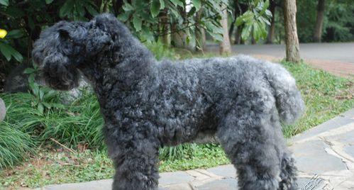 如何管理凯利蓝梗母犬的怀孕期（宠物养护知识）