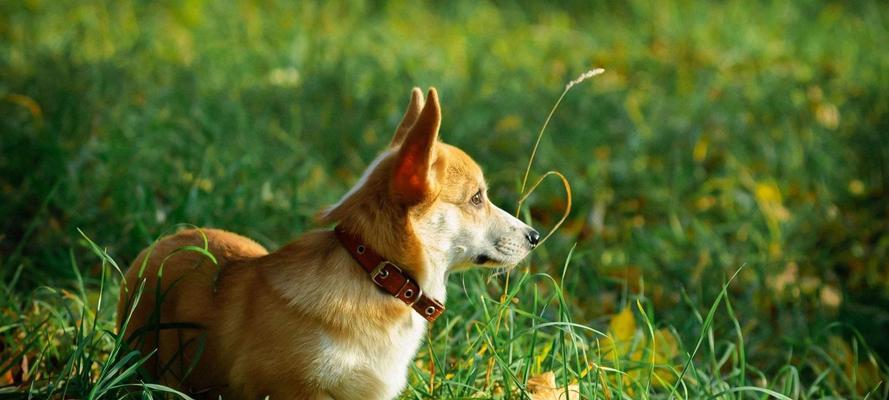 探秘柯基犬的性格与训练特点（宠物爱好者必读的柯基犬养护指南）