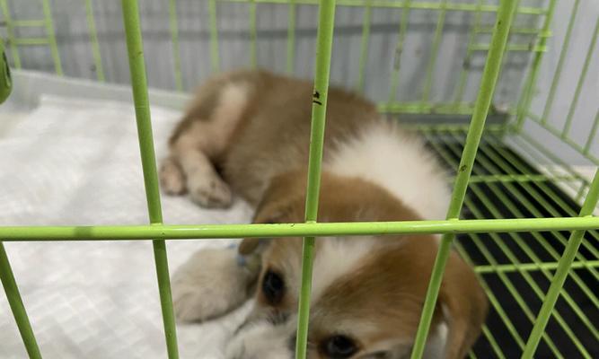 如何治疗柯基犬耳朵螨虫感染（细节决定成败，关注宠物耳朵卫生从现在做起）
