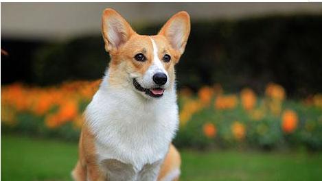 如何给您的柯基犬补充足够的钙质