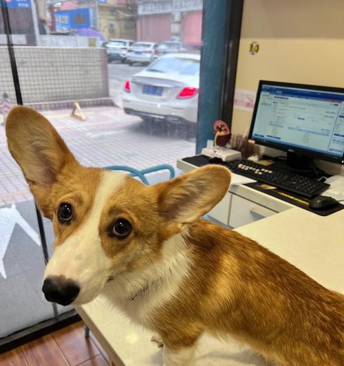 如何照顾吐吐的柯基犬（教你从饮食到日常护理全面照顾柯基宝宝）