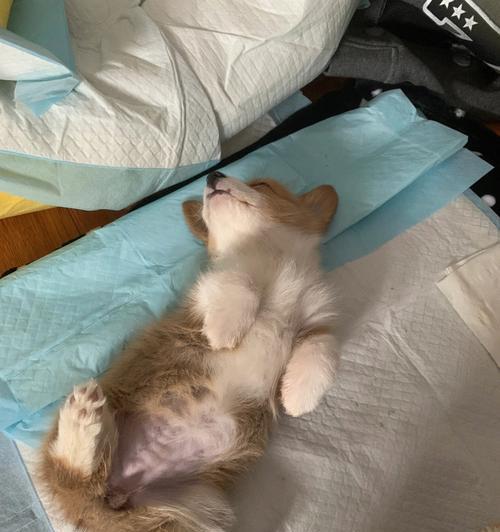 如何照顾吐吐的柯基犬（教你从饮食到日常护理全面照顾柯基宝宝）