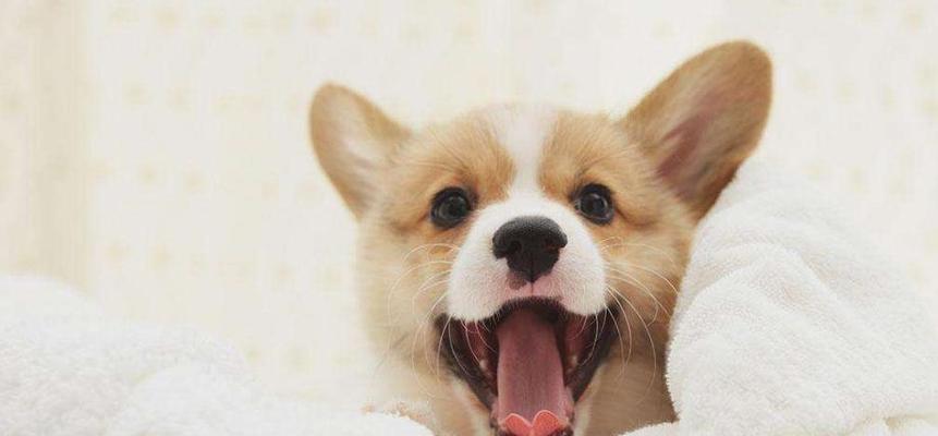 如何避免以柯基犬训练失败？（四大原因和有效的解决方案，让你和柯基犬建立良好的关系）
