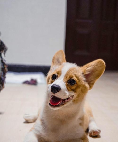 以柯基犬训练为例，打造好宠物行为的秘籍（从基础训练到高级技巧，让你的宠物成为懂规矩的乖乖狗）