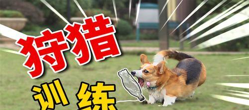 以柯基犬训练为例，打造好宠物行为的秘籍（从基础训练到高级技巧，让你的宠物成为懂规矩的乖乖狗）