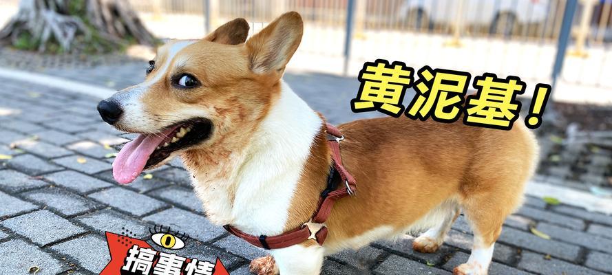 如何正确护理柯基犬的牙齿和趾甲？（从日常护理到专业护理，全方位了解柯基犬的口腔和爪子健康！）
