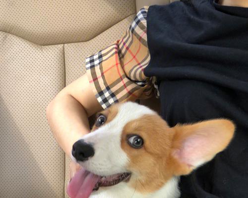 如何正确护理柯基犬的牙齿和趾甲？（从日常护理到专业护理，全方位了解柯基犬的口腔和爪子健康！）
