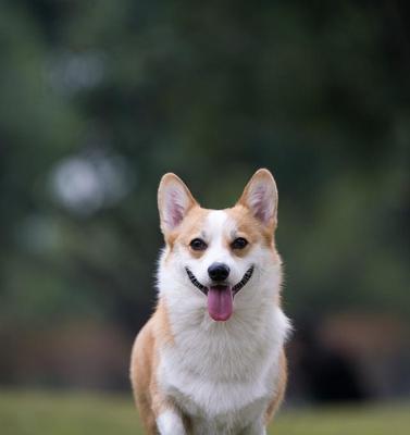 探寻柯基犬的优点（以宠物为主，了解柯基犬的15个显著优点）