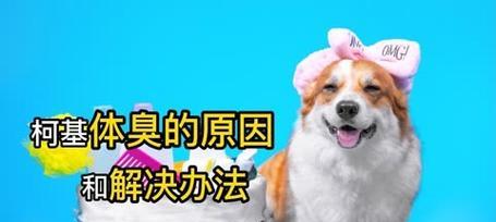 如何解决柯基犬的体臭问题（用这些方法让你的犬友重获清爽）