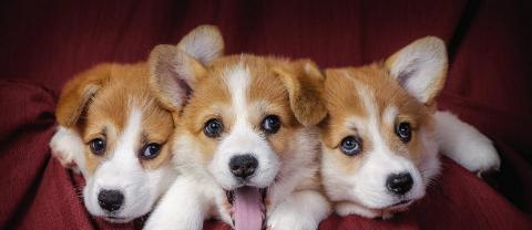 养宠物柯基犬，从新手到专家（如何照顾柯基犬，关注健康与快乐）
