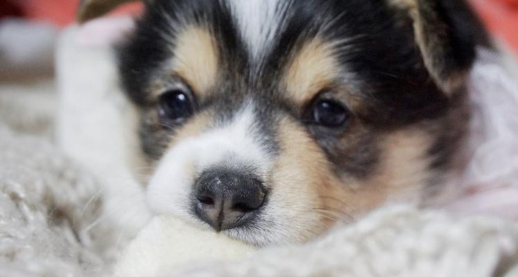 养宠物柯基犬，从新手到专家（如何照顾柯基犬，关注健康与快乐）