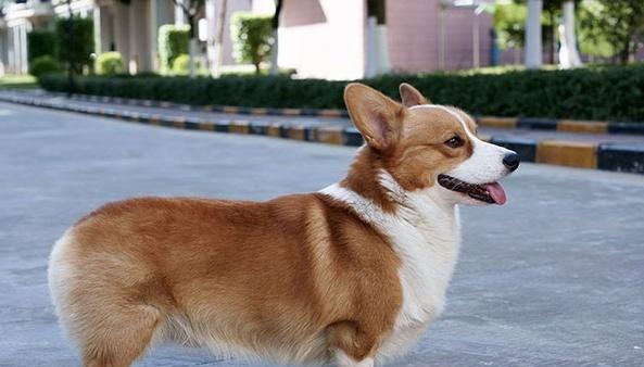 怎样让你的柯基犬保持安静？（教你一些有效的训练技巧，让你的宠物更加文静）