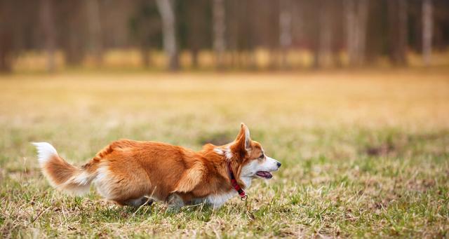 怎样让你的柯基犬保持安静？（教你一些有效的训练技巧，让你的宠物更加文静）