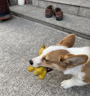 如何让你的柯基犬不再整天想出去？（探索宠物狗狗想出门的原因及解决方案）