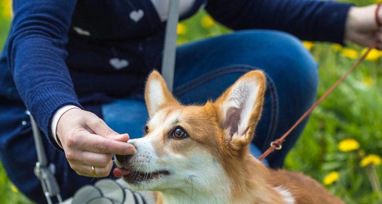 柯基犬——萌犬界的小王子（详解柯基犬的品种特征、饲养技巧与养护方法）