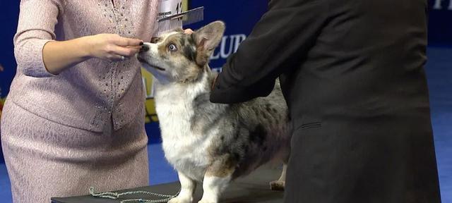 柯基犬——萌犬界的小王子（详解柯基犬的品种特征、饲养技巧与养护方法）